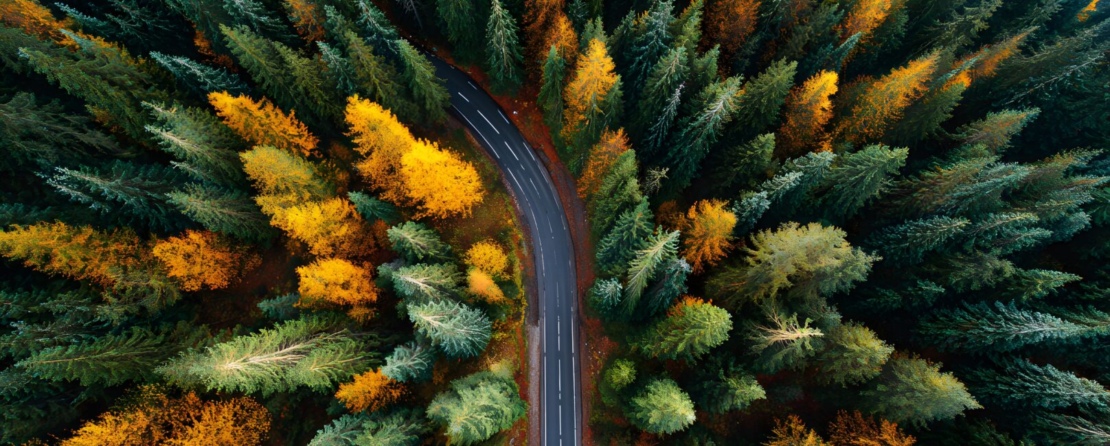 Overhead view of a road in a forest in autumn