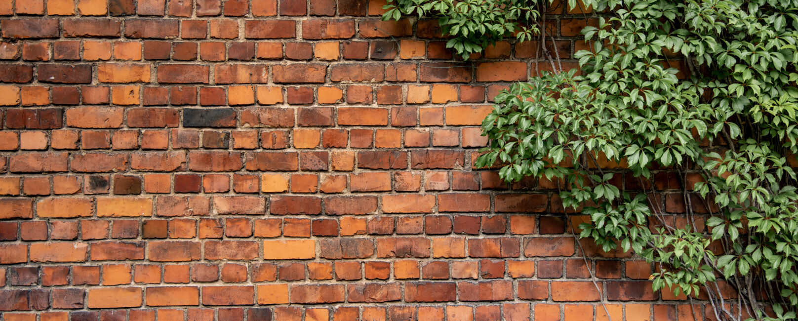 Climbing plant growing on antique brick wall