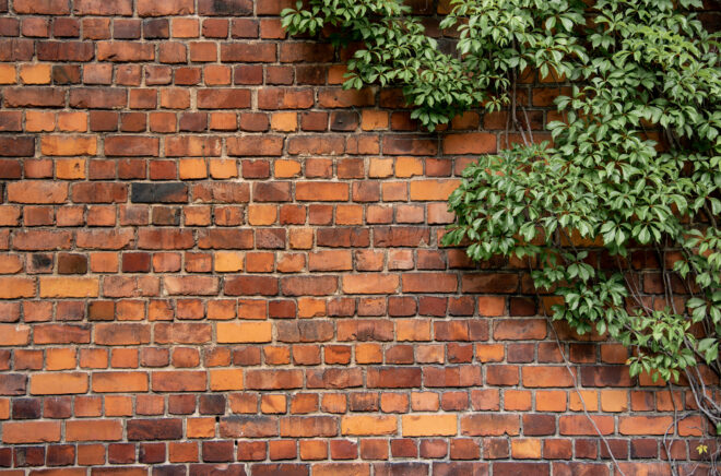 Climbing plant growing on antique brick wall