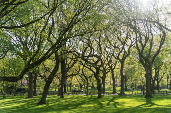 Sunlight through green trees in a park