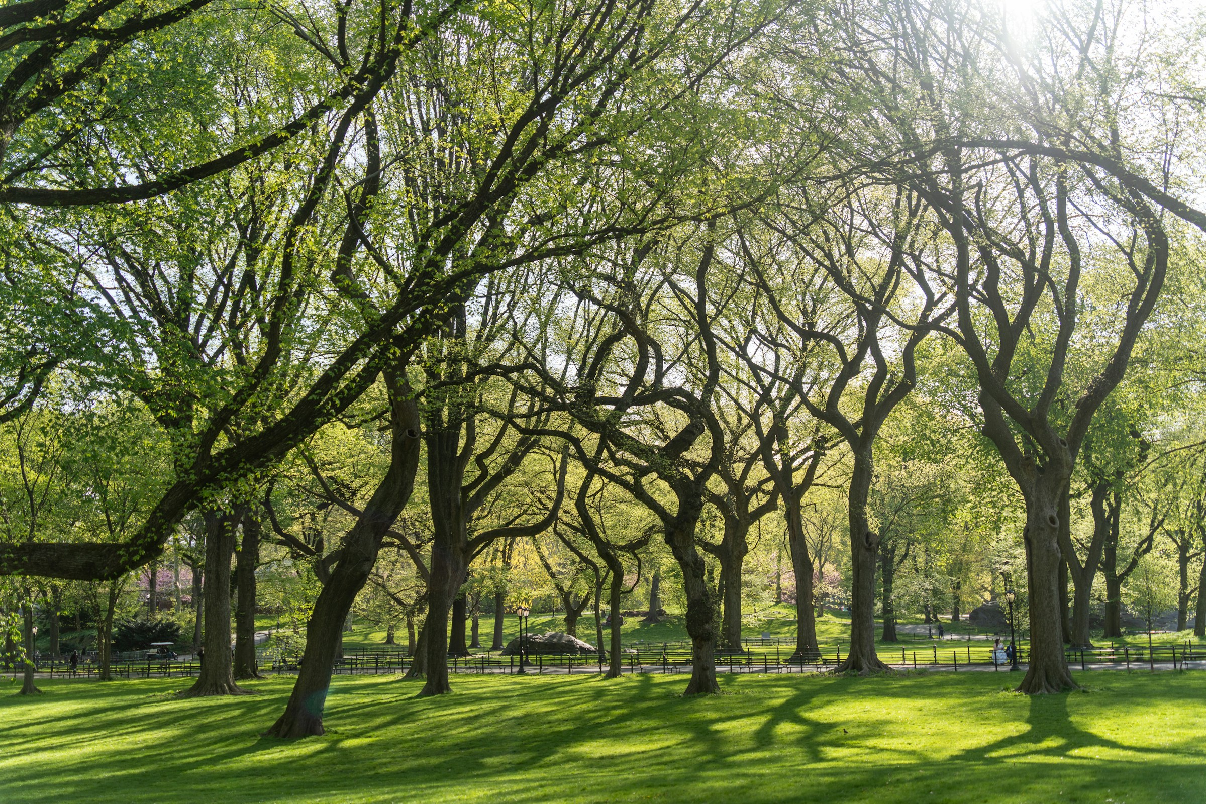 Sunlight through green trees in a park