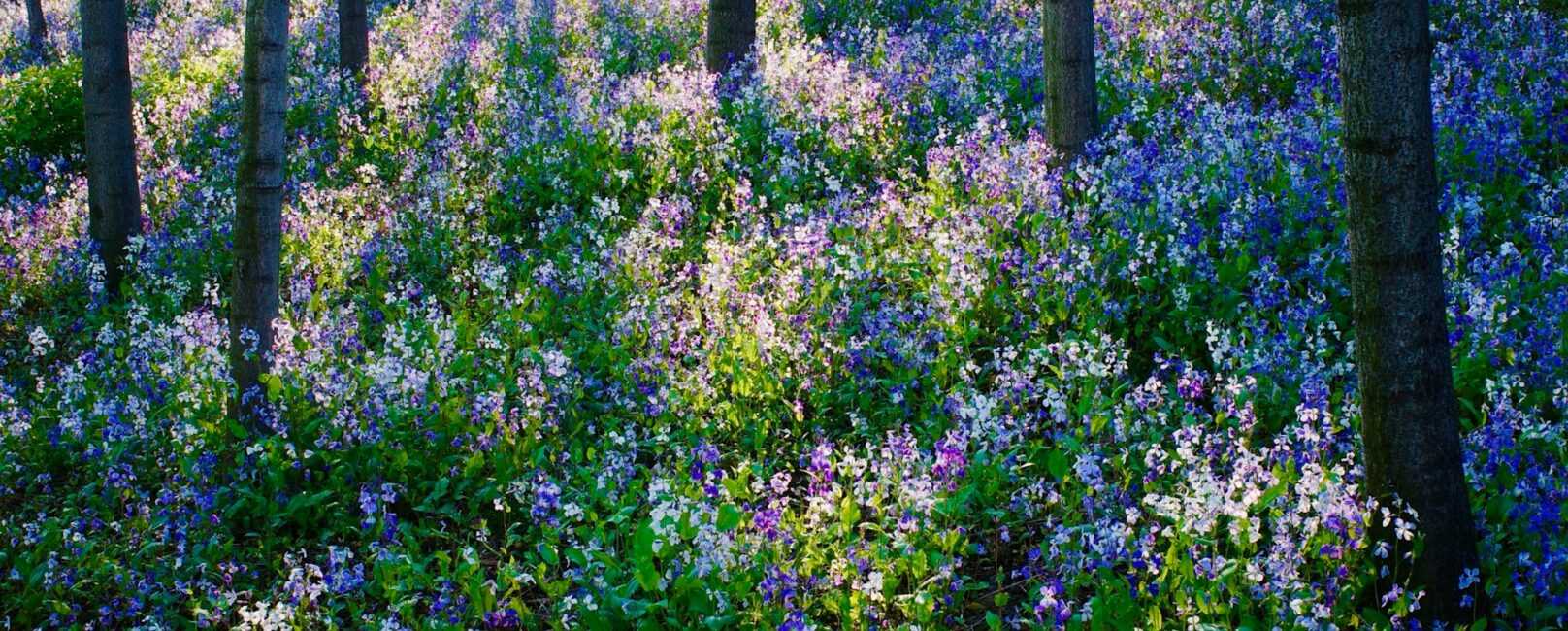 Sunlight streaming through trees onto a field of spring wildflowers