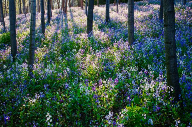 Sunlight streaming through trees onto a field of spring wildflowers