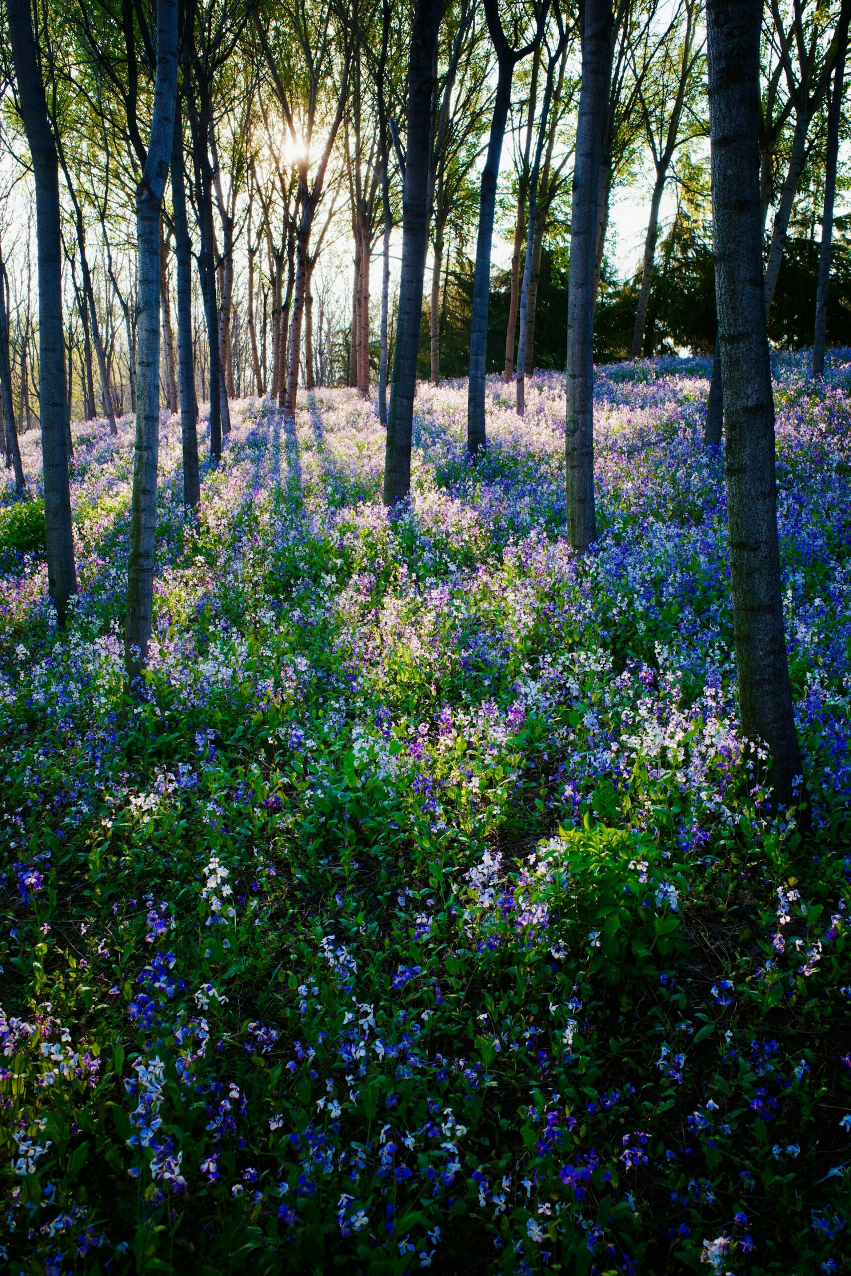 Sunlight streaming through trees onto a field of spring wildflowers